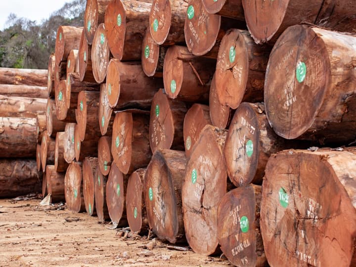 Sapelli Tomruk: Özellikleri, Kullanım Alanları ve Teknik Analiz