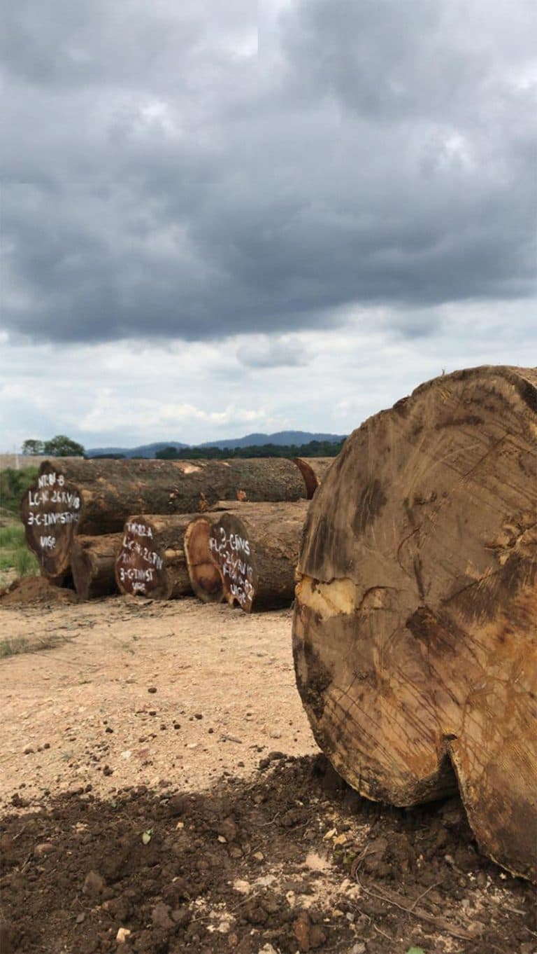 Ahşap Yapılarda Tomruk Seçimi: Kalite Kriterleri ve Tedarik Süreci Rehberi