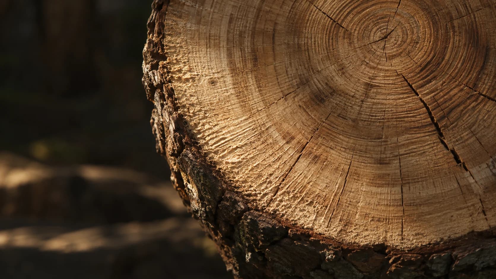 Close-up of natural growth rings and bark on a log