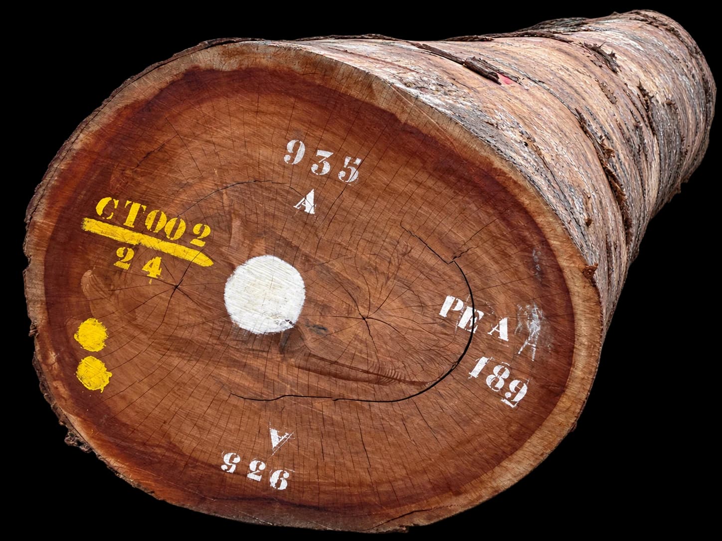 A large Sipo log with reddish-brown end grain, natural cracks and white and yellow inventory markings